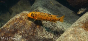 Labeotropheus trewavasae 'Mitande Rocks'